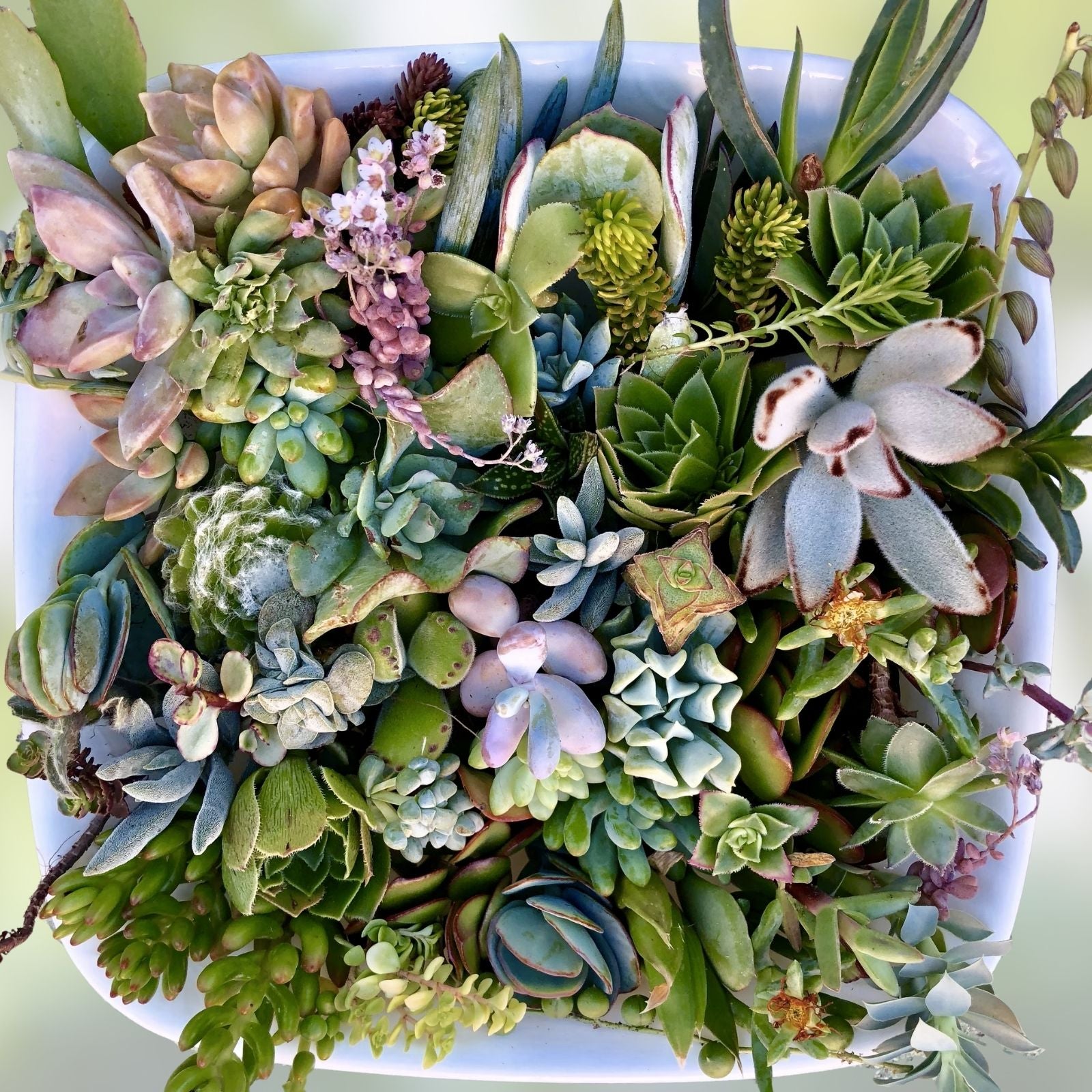 Succulent Cuttings 40 Pack Mixed Varieties – Assorted Succulents for Planting, Garden Decor, Crafting
