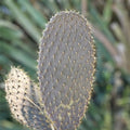 Galapagos Opuntia Echios var. Gigantea Large Pad Cactus Cutting, Succulent Plant, Rare Variety, 16 Inch, Fast Growing