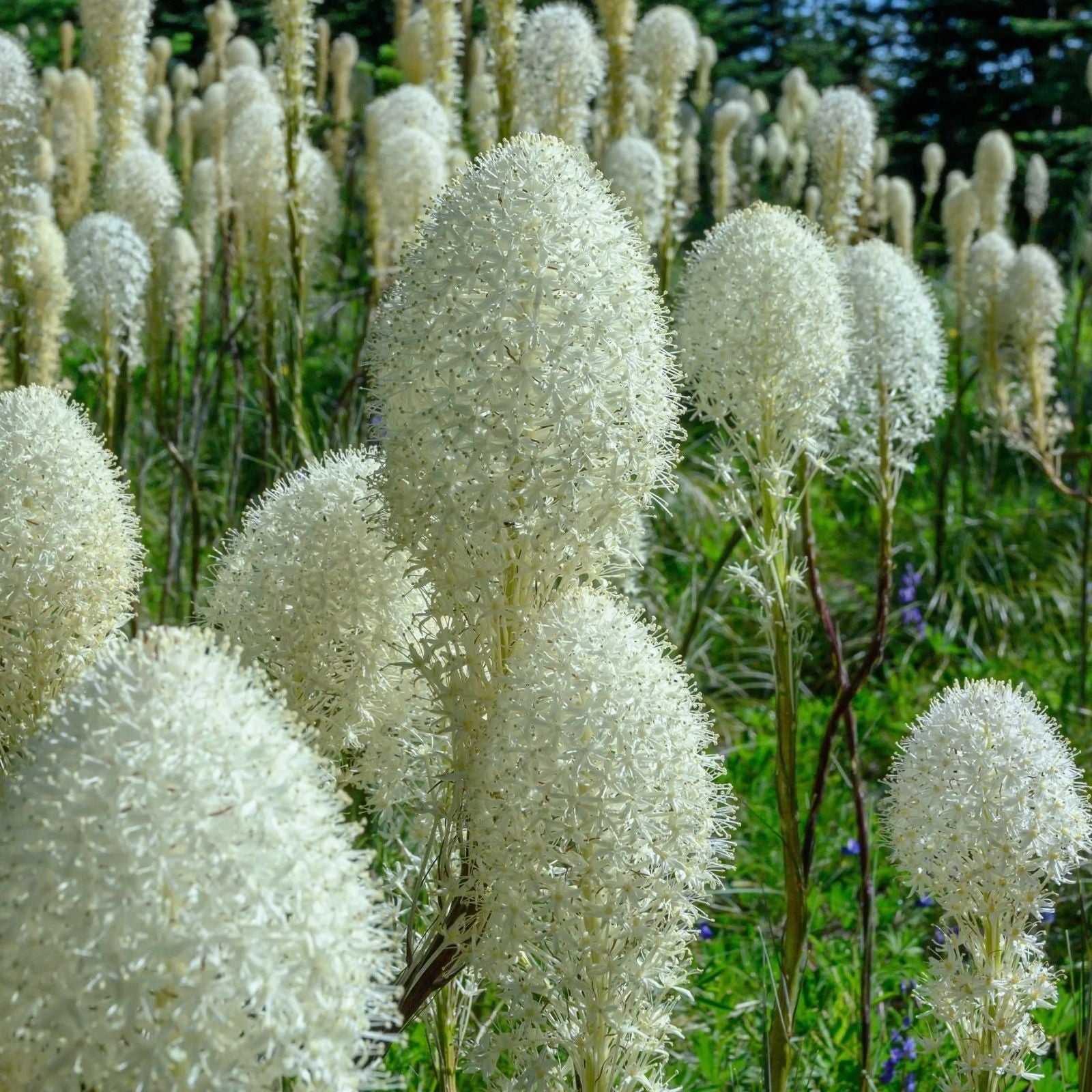Blue Spruce Seeds 50 Pack | Colorado Blue Spruce Picea pungens Evergreen Tree Seeds for Planting