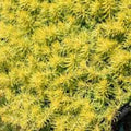 Sedum Cuttings 50 Pack – Rupestre Angelina & Sarmentosum Stonecrop Edible Succulents, Live Plant Propagation Material, Fast Growing