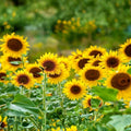 Lemon Queen Sunflower Seeds 20+ Large Colorful Blooms Helianthus annuus Garden Seeds Live Plant Cutting