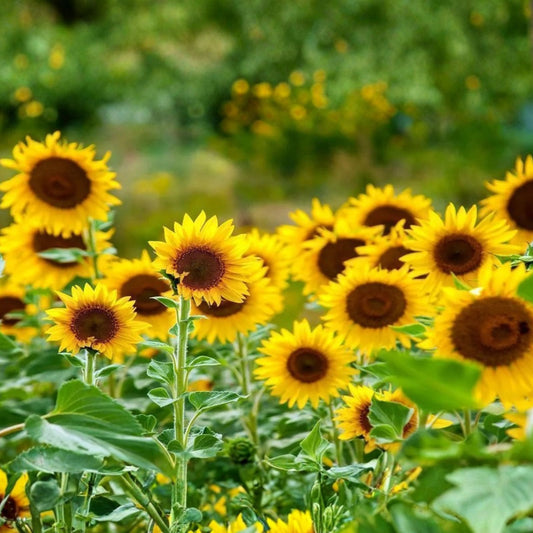 Lemon Queen Sunflower Seeds 20+ Large Colorful Blooms Helianthus annuus Garden Seeds Live Plant Cutting