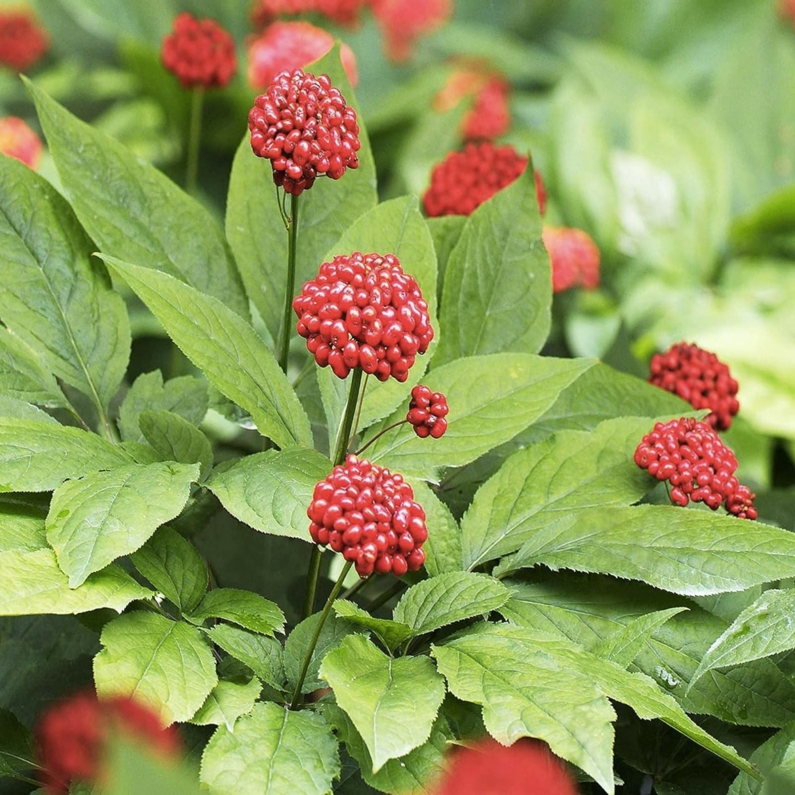 Ginseng Herb Seeds 40+ Pack | American Medicinal Plant | Spikenard | Organic Live Plant, Cutting, or Starter for Gardening