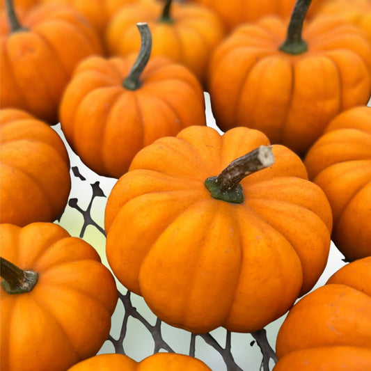 Orangita Pumpkin Seeds 10 Pack – Small Orange Pumpkins for Planting – Cucurbita pepo Seed Pack