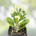 White Crown of Thorns Cutting Euphorbia milii Yellow Center Live Succulent Plant Indoor Garden