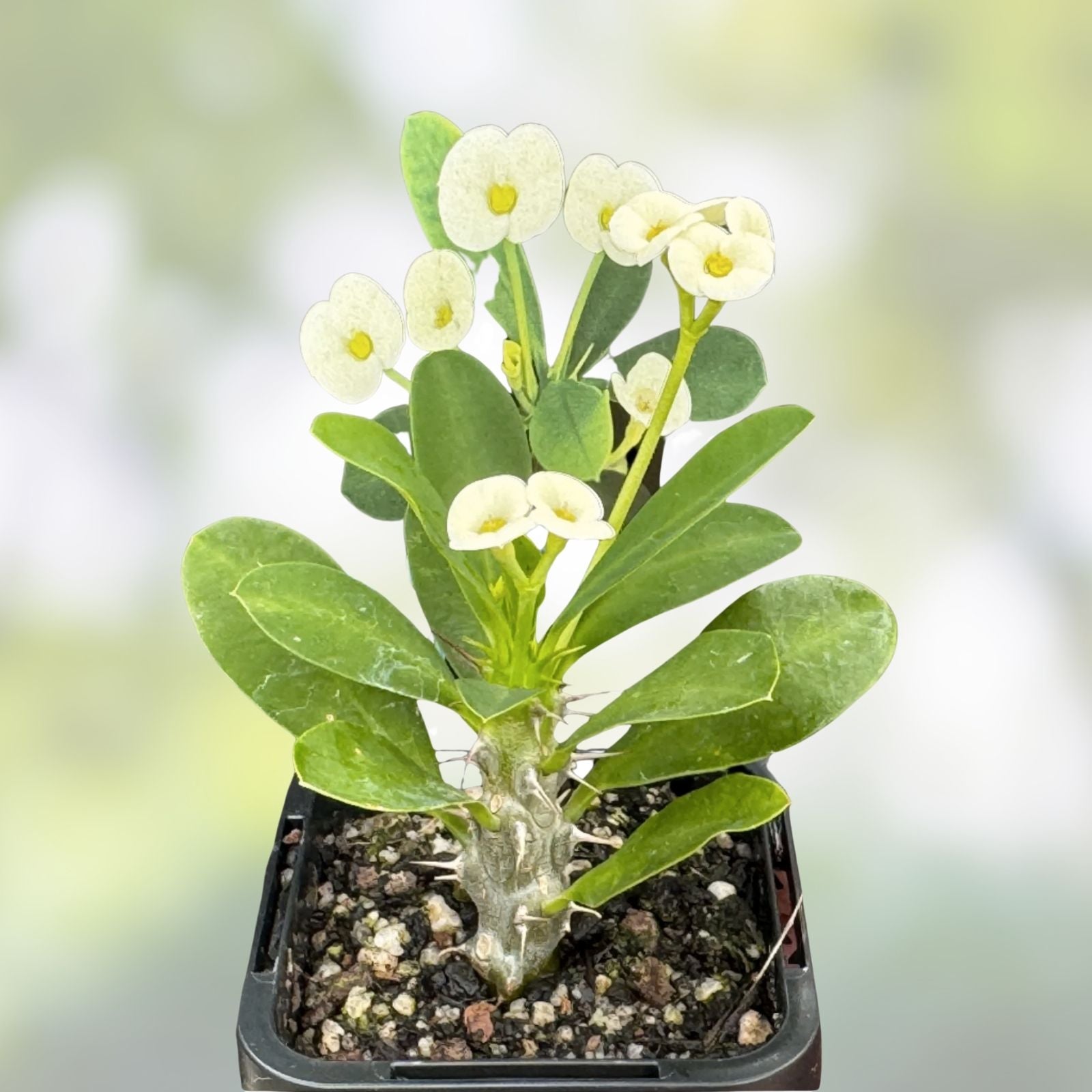 White Crown of Thorns Cutting Euphorbia milii Yellow Center Live Succulent Plant Indoor Garden