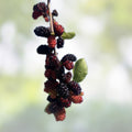Mulberry Cuttings Wholesale 10 Pack Organic Morus spp Unrooted Live Plant Starter Bare Root 8+ Inches