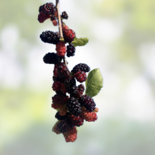 Mulberry Cuttings Wholesale 10 Pack Organic Morus spp Unrooted Live Plant Starter Bare Root 8+ Inches