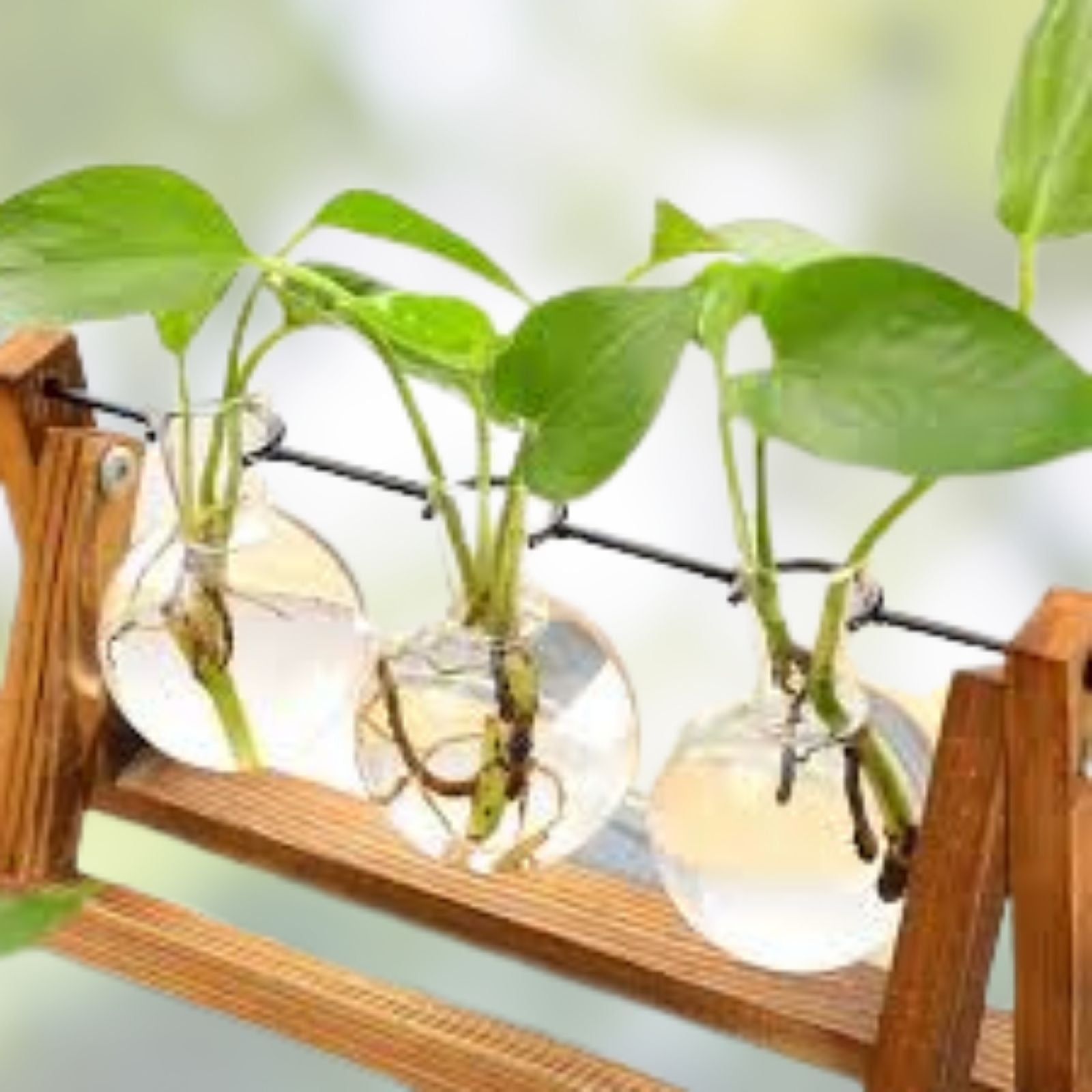 Air Plant Terrarium with Wooden Stand, Clear Glass Bulb, Green Indoor Garden Decor, Live Air Plant, Houseplant, Starter Plant