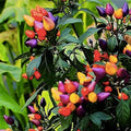 Dwarf Orange Seeds for Planting - 10 Hardy Citrus reticulata Seeds - Grow Fruit-Bearing Orange Tree - Fast Growing Citrus Seeds