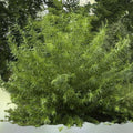 Live Willow Basket Cuttings 4 Pack, Salix Viminalis, Easy to Grow for Landscaping and Garden Projects