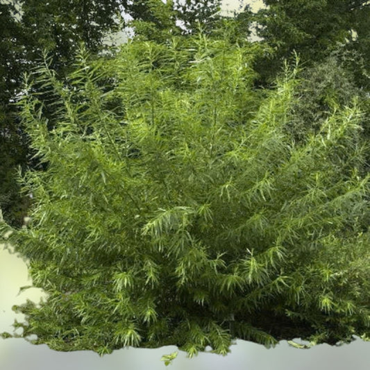 Live Willow Basket Cuttings 4 Pack, Salix Viminalis, Easy to Grow for Landscaping and Garden Projects