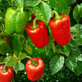 Sweet Pepper Seeds Set of 100 – Keystone Resistant Giant Capsicum annuum Non-GMO Heirloom Vegetable Planting