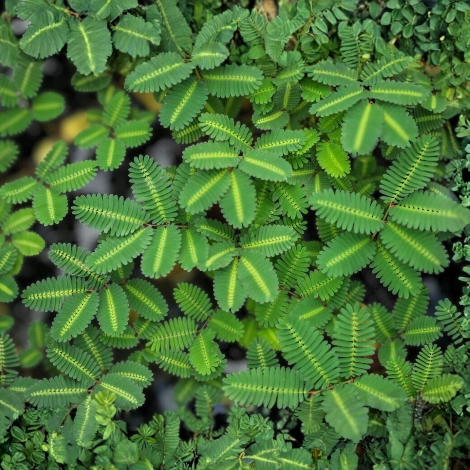 Water Mimosa Plant Neptunia oleracea Live Aquarium Pond Plant Tropical Marginal Water Plant
