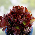 Rare Aeonium Kokino Hybrid Succulent Cuttings – Live Plant, Succulent Starter, Houseplant, Garden Plant, Easy Care, Unique Varieties