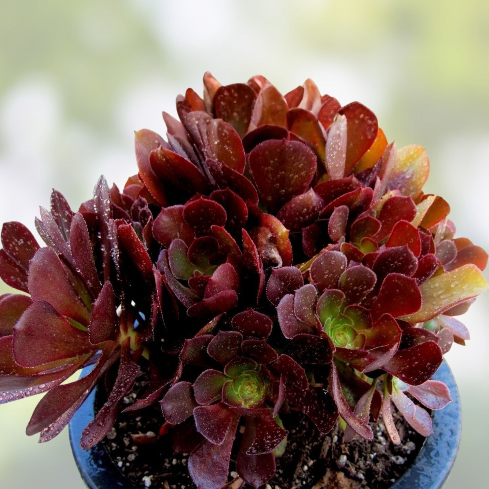 Rare Aeonium Kokino Hybrid Succulent Cuttings – Live Plant, Succulent Starter, Houseplant, Garden Plant, Easy Care, Unique Varieties