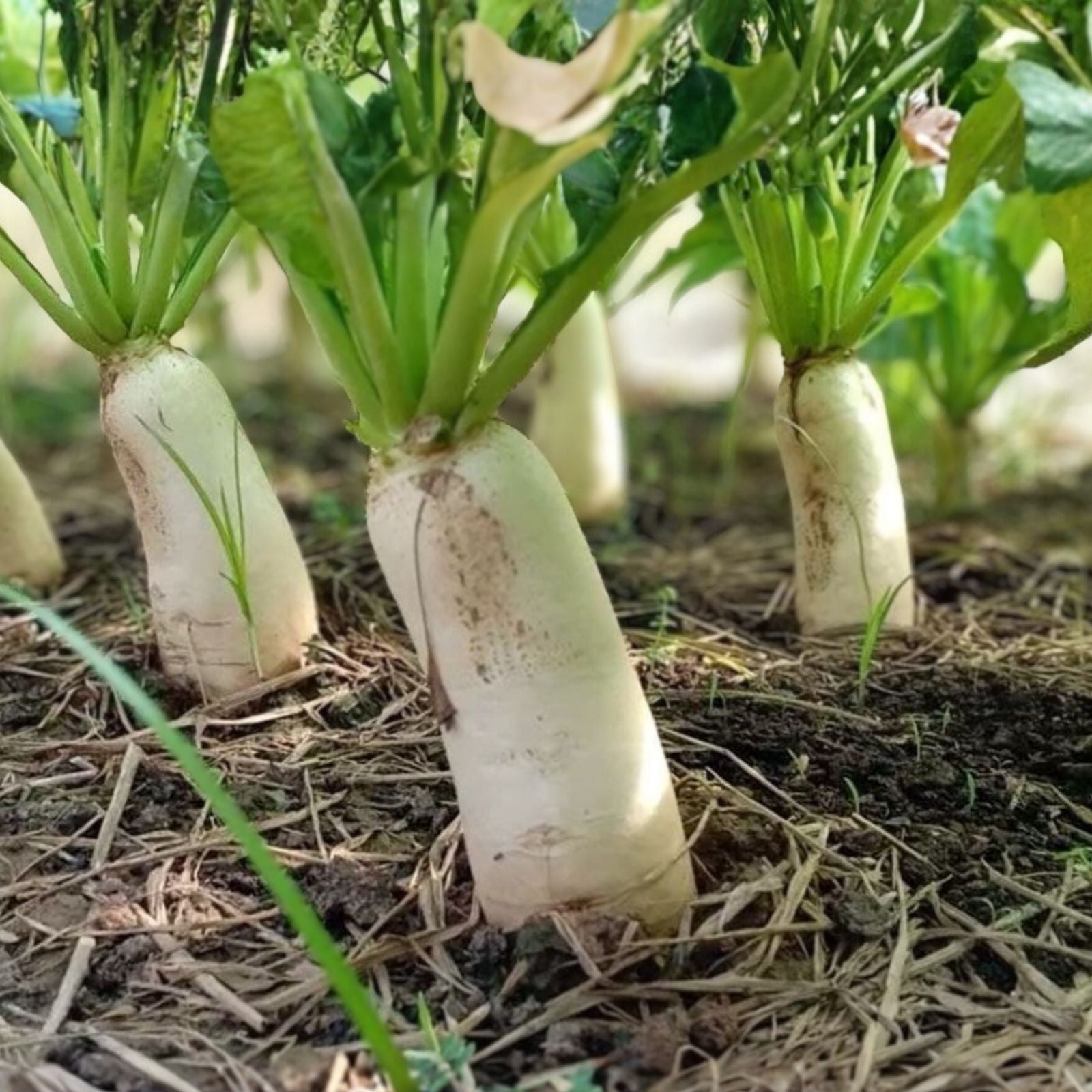 Radish Seeds Minowase Daikon Heirloom Non-GMO Organic Vegetable Seeds 500 Count