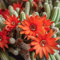 Echinopsis Chamaecereus Peanut Cactus Cuttings 5 Pack Succulent Indoor Plant Easy Care Starter Plants