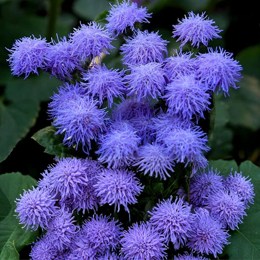 Ageratum Flower Seeds 1,000 Blue Planet Ageratum houstonianum for Planting, Blue Ornamental Bedding Plants