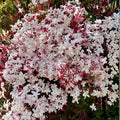 Pink Jasmine Plant 6" Vine Jasminum Polyanthum Live Indoor Outdoor Climbing Fragrant Houseplant