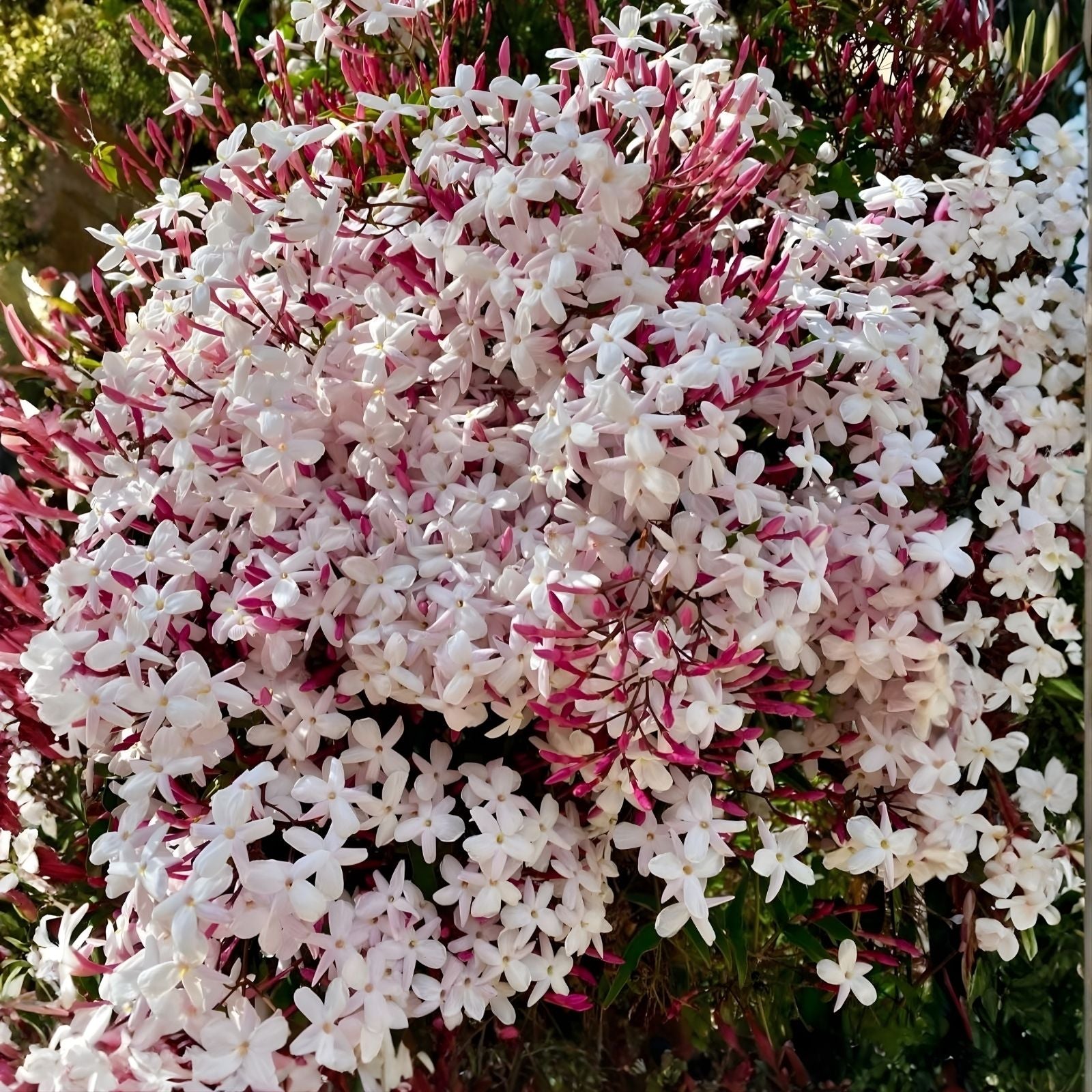 Pink Jasmine Plant 6" Vine Jasminum Polyanthum Live Indoor Outdoor Climbing Fragrant Houseplant