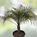 Senegal Hybrid Date Palm Tree Phoenix Reclinata 3.5 Years Old 14-18 Inches Live Indoor Outdoor Plant