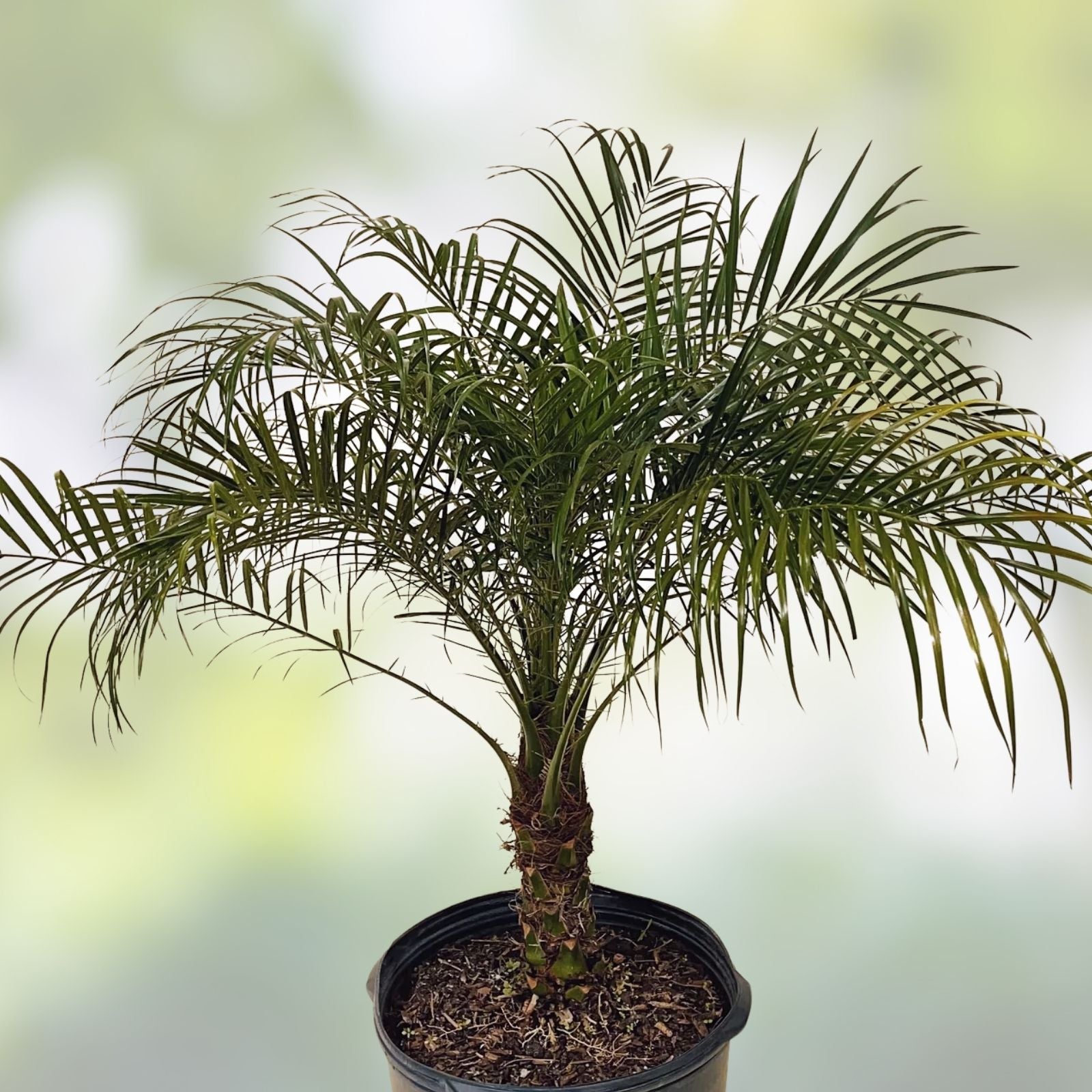 Senegal Hybrid Date Palm Tree Phoenix Reclinata 3.5 Years Old 14-18 Inches Live Indoor Outdoor Plant