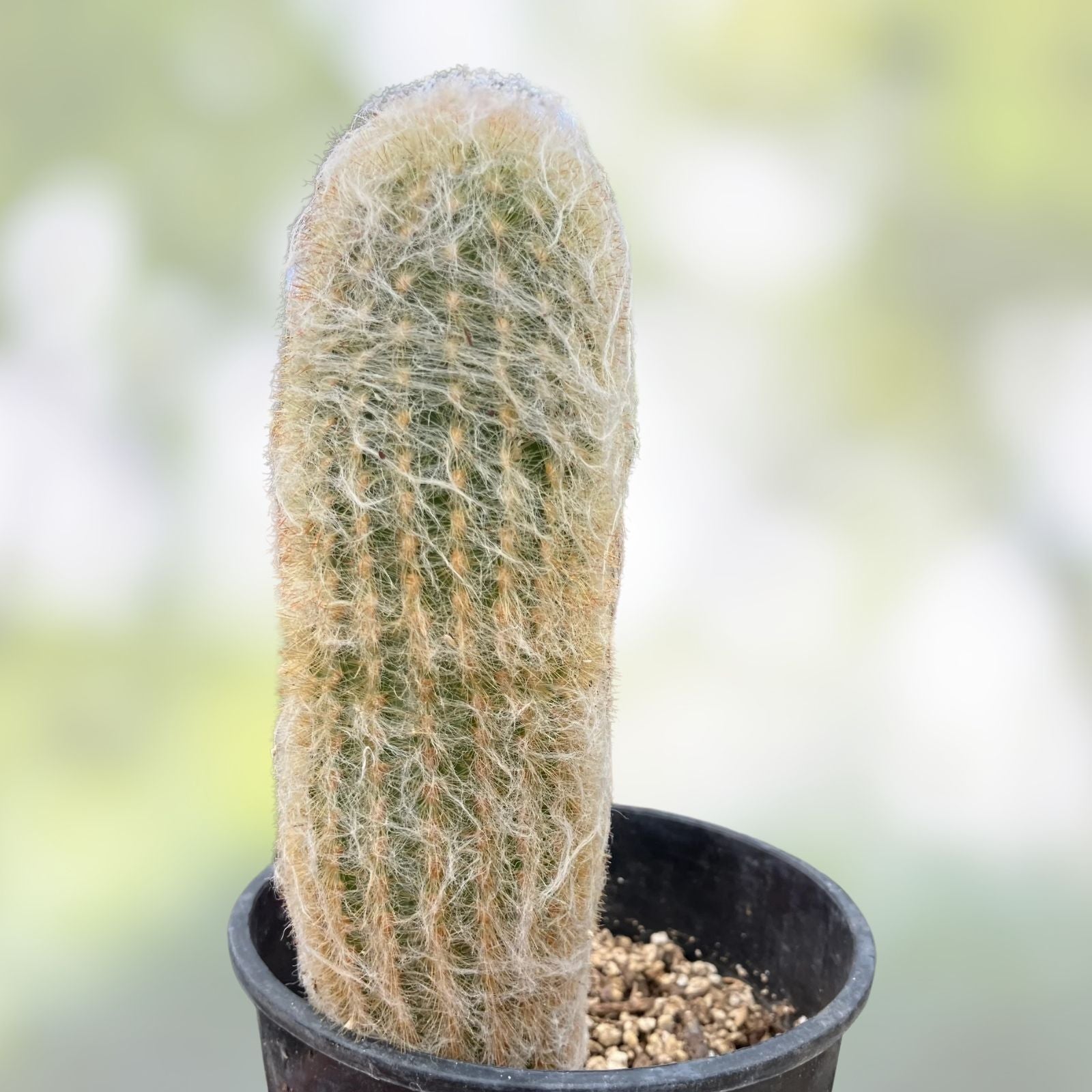 Espostoa lanata Cactus 3.5" Tall Old Man of the Mountain Succulent Plant #125W