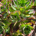 Aeonium Fuji Cuttings Succulent Plant Propagation Material Aeonium arboreum 'Fuji' Live Plant Houseplant Starter