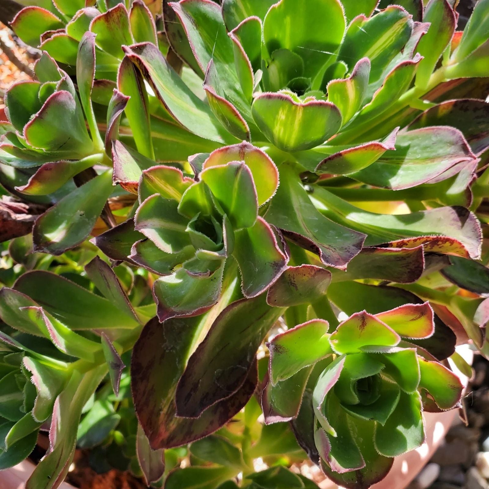 Aeonium Fuji Cuttings Succulent Plant Propagation Material Aeonium arboreum 'Fuji' Live Plant Houseplant Starter