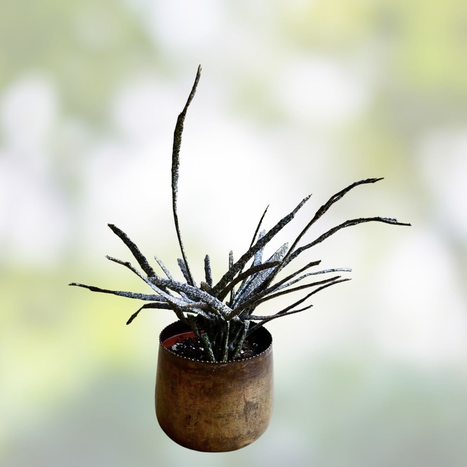 Euphorbia Platyclada Cactus Succulent Live Plant, Indoor Houseplant, Low Maintenance, Gardening, Unique Decor, Starter Plant