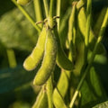 Giant Round Gourd Seeds 10 Bushel Pack | Cucurbita maxima | Fall Decor & Planting | Large Ornamental Gourds