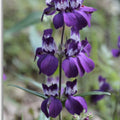 Chinese House Seeds 100 Count Collinsia heterophylla Delicate Flowers Garden Seeds Easy to Grow Live Plant Cutting