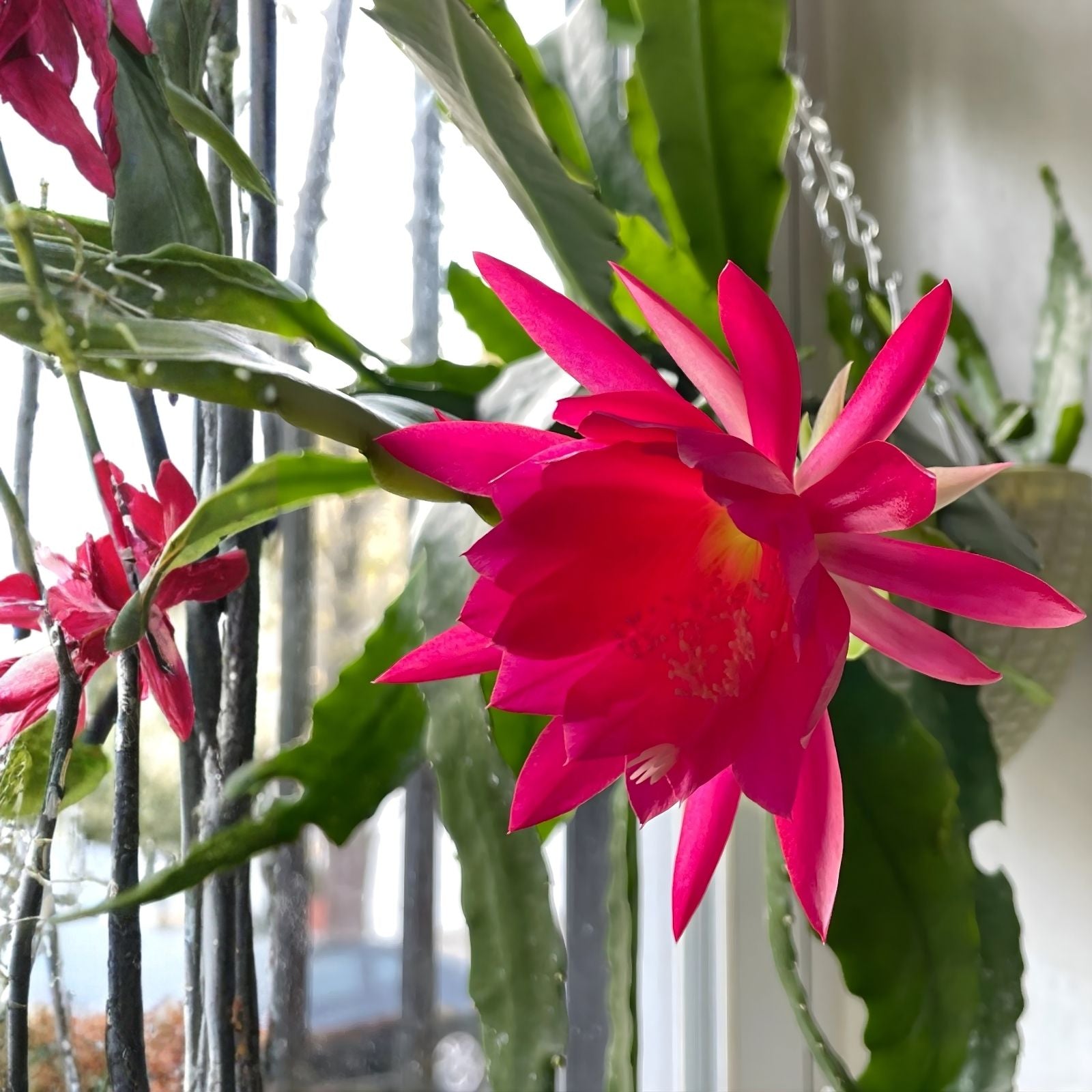 Epiphyllum Cuttings Pixie Dust Variety 8-10 Inches Live Houseplant Succulent Cactus Unrooted Plant