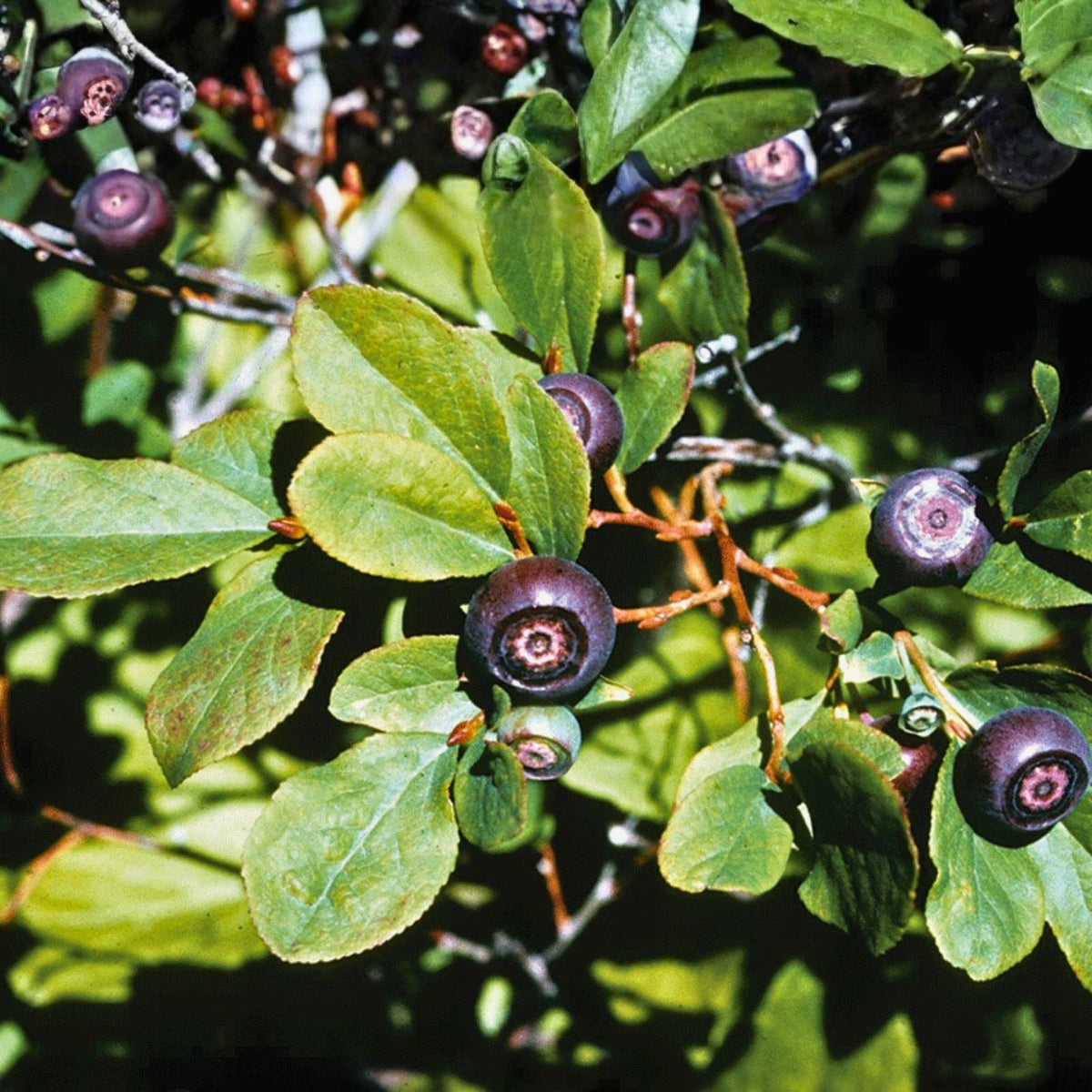 Emberberry Huckleberry Seeds Non-GMO 125-500 Count Vaccinium membranaceum Wildflower Garden Plant