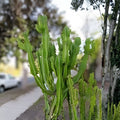 Euphorbia 'Watusi' Cutting 6-inch, Rare Bill Baker Hybrid Succulent, Unique Cactus Alternative, Fast Shipping