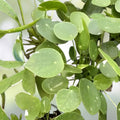 Rare Variegated Pilea Peperomioides White Splash Cuttings - Unique Indoor Houseplant for Home Decor - bloomhavennursery