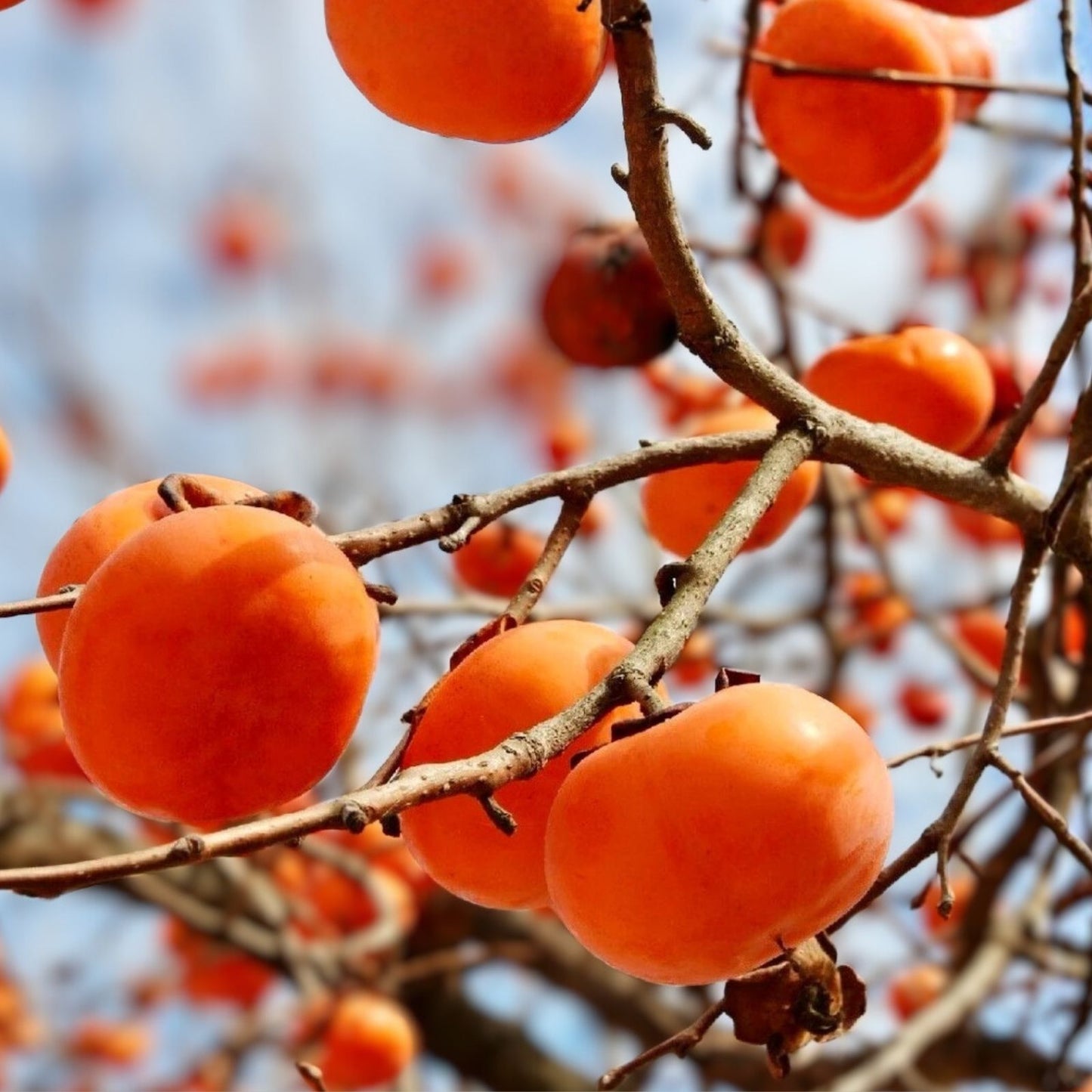 Hachiyaa Persimmon Tree Cuttings – 6 Unrooted 6-8" Live Plant for Rooting Grafting Diospyros kaki