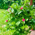 Aptenia Cordifolia Baby Sun Rose Succulent Cuttings 4-6" Groundcover Live Plant for Garden, Houseplant, Rooting Starter