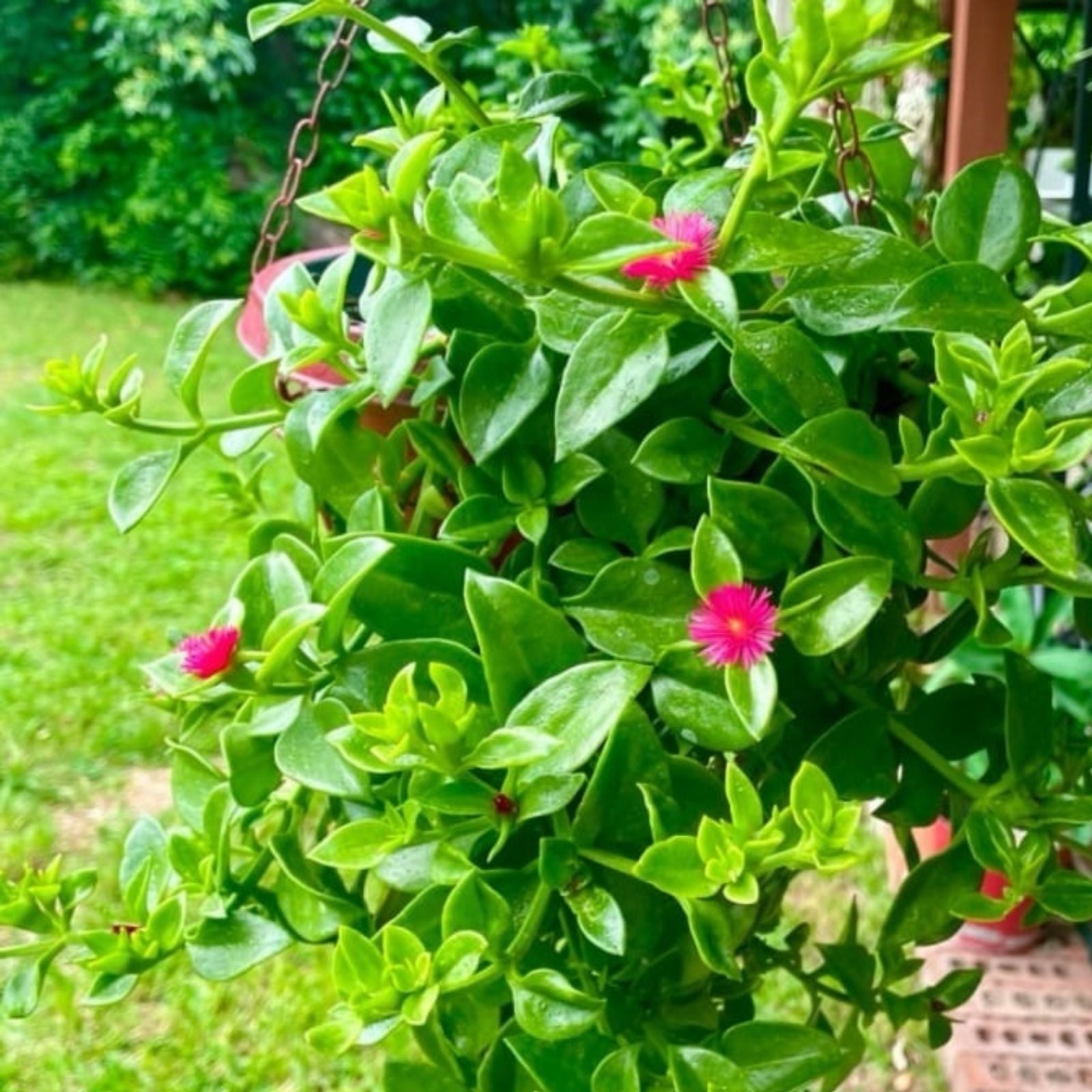 Aptenia Cordifolia Baby Sun Rose Succulent Cuttings 4-6" Groundcover Live Plant for Garden, Houseplant, Rooting Starter