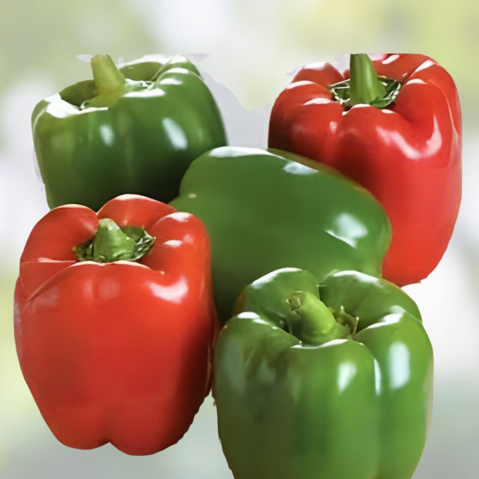 Sweet Pepper Seeds Emerald Giant Capsicum Annuum Non-GMO Heirloom Vegetable Seeds 50+ Starter Plants, Garden, Home Growing