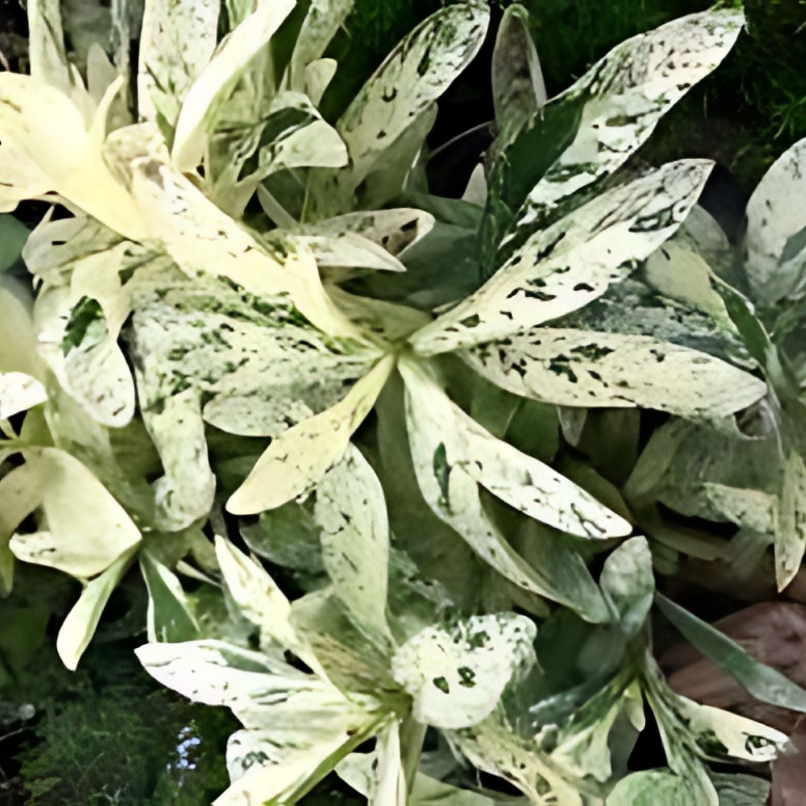 Thai Snow Ixora Starter Plant, Variegated White Flowers, Rooted Ixora chinensis, Tropical Shrub for Gardens and Containers