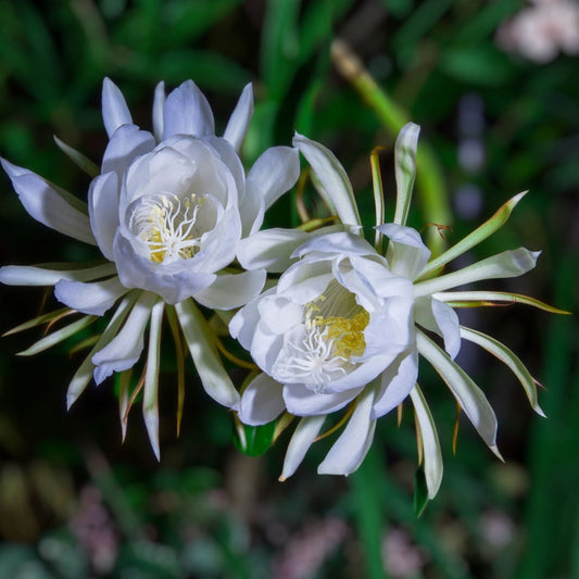 Night Blooming Cactus Cutting 24" Hylocereus undatus Epiphyllum Succulent Houseplant, Fast Shipping