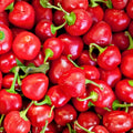Hot Cherry Pepper Seeds – Heirloom Non-GMO Capsicum annuum Spicy Cherry Pepper Starter Plants 20+ Seeds