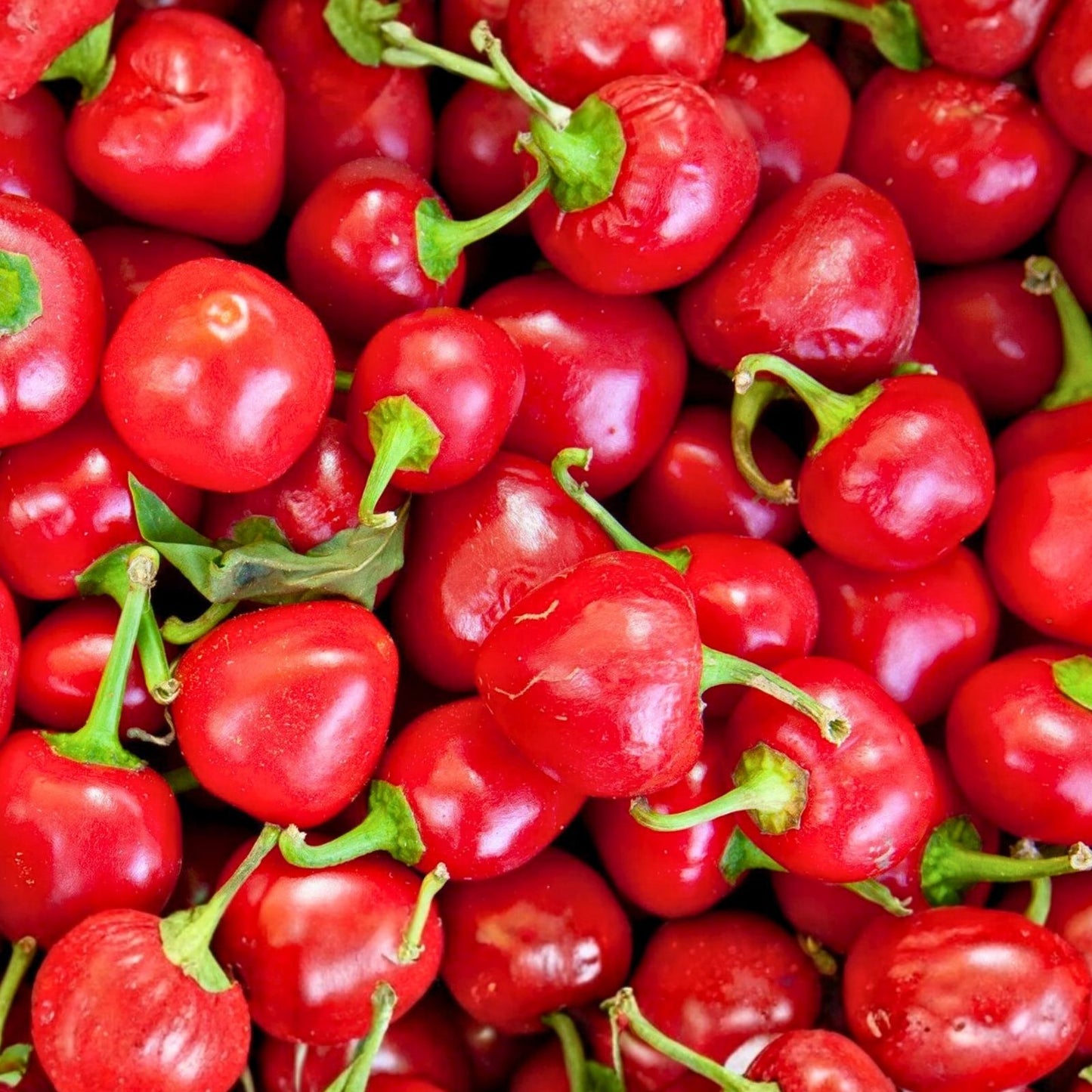Hot Cherry Pepper Seeds – Heirloom Non-GMO Capsicum annuum Spicy Cherry Pepper Starter Plants 20+ Seeds