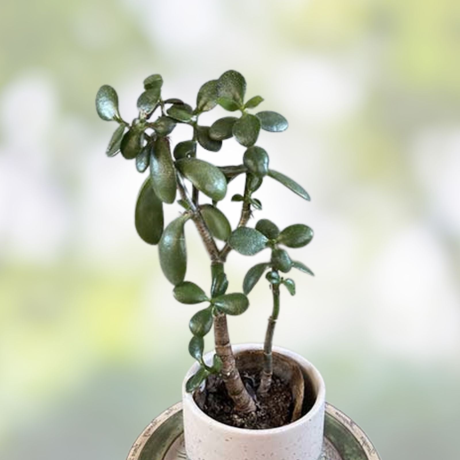Jade Plant Cutting Crassula ovata Live Succulent Propagation Plant Bare Root Bonsai Starter