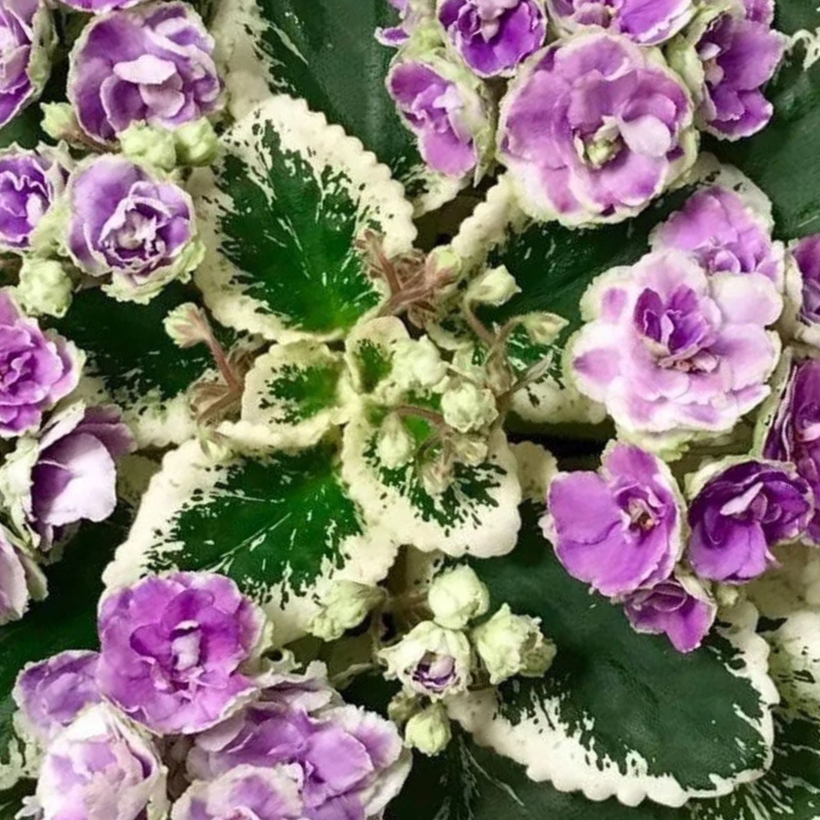 African Violet Leaves 2 Pack Buckeye Exotic Dancer Saintpaulia ionantha Live Plant Cuttings for Propagation