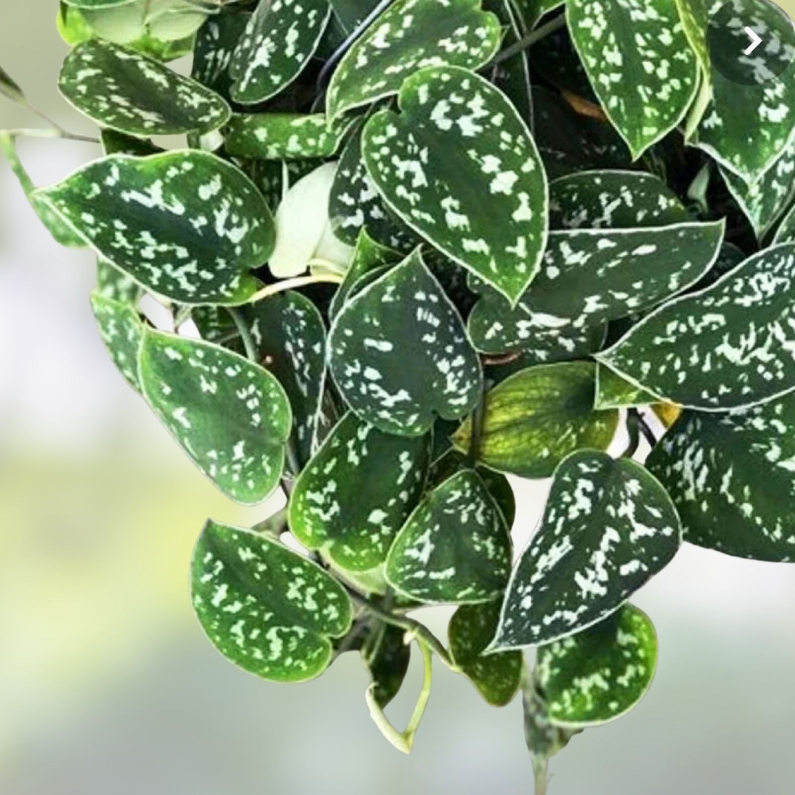 Satin Pothos Cuttings | Rooted Live Plant Nodes | Scindapsus pictus | Trailing Houseplant | Indoor Plant Starter