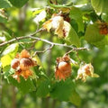 American Hazelnut Tree Live Bare Root 12-18" Corylus americana Nut Tree Starter Plant
