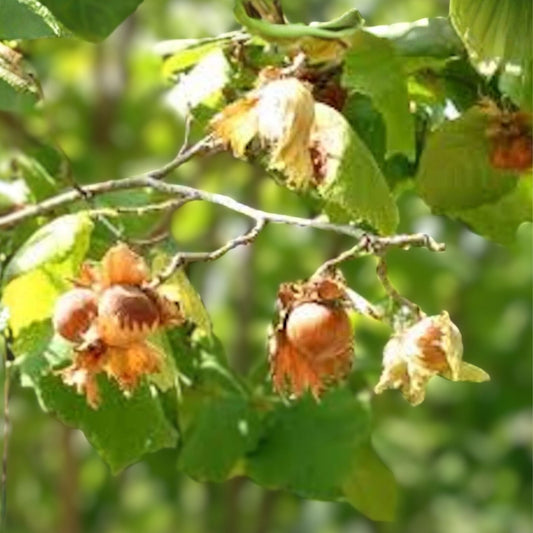 American Hazelnut Tree Live Bare Root 12-18" Corylus americana Nut Tree Starter Plant
